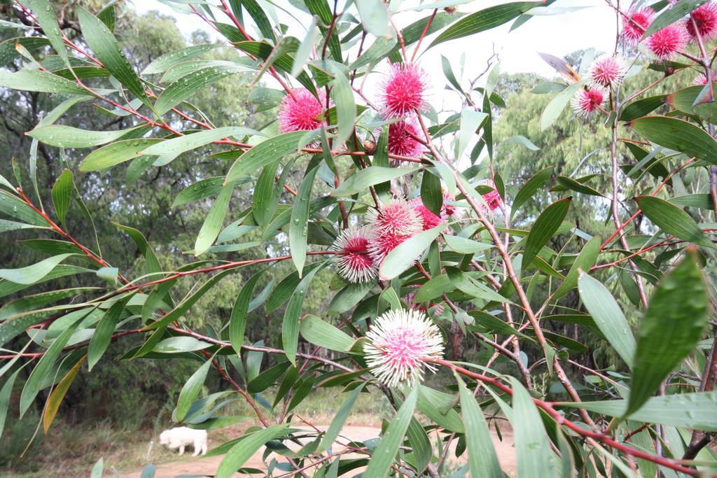 לינה וארוחת בוקר Margaret River Bed & Breakfast מראה חיצוני תמונה